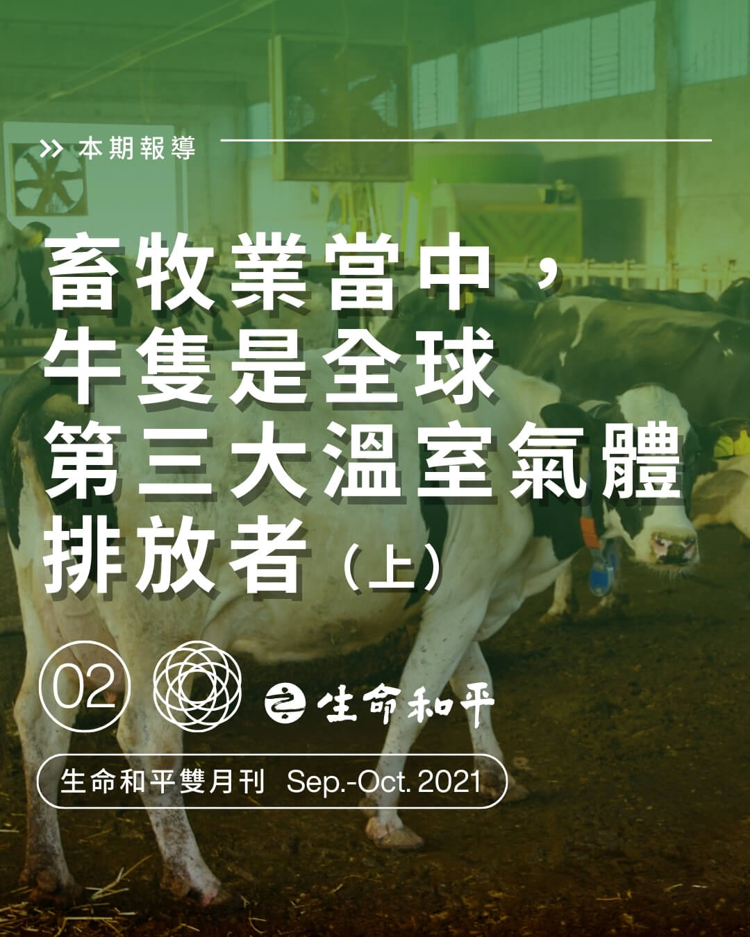 畜牧業當中，牛隻是全球第三大溫室氣體排放者（上）